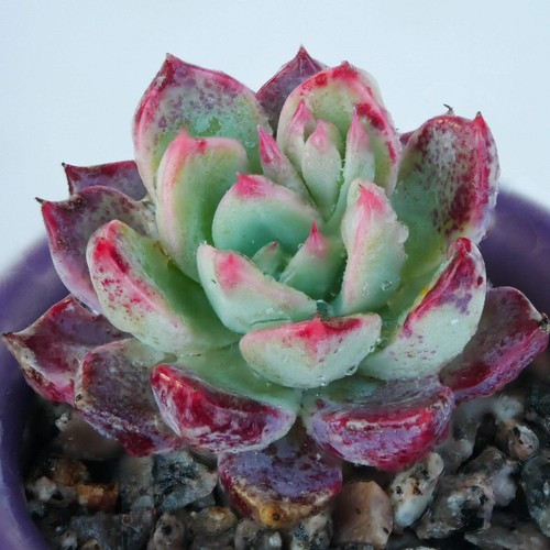 Echeveria nana mini - echeveria, 4