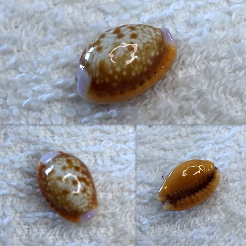 Cypraea helvola callista - , f