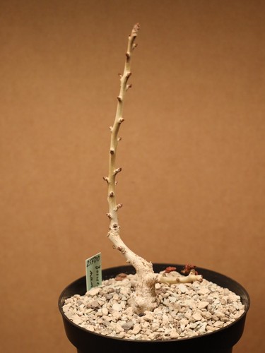 Boswellia nana 25500 - -,